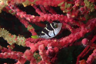 ノコギリハギ幼魚