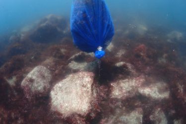 海草再生プロジェクト