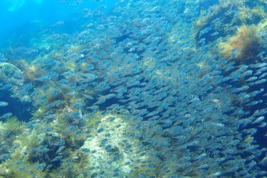 イシモチ幼魚