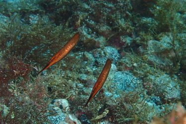 ヘコアユ幼魚