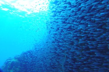 イシモチ幼魚の群れ