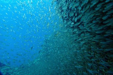 ネンブツダイ幼魚の大群