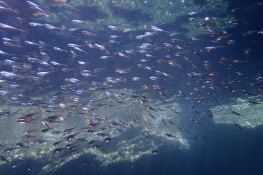 ハタンポ幼魚