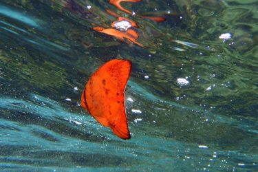 ナンヨウツバメウオ幼魚