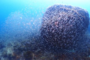 イシモチ幼魚の群れ