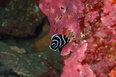 タテジマキンチャクダイ幼魚