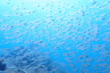 イシモチ幼魚の群れ