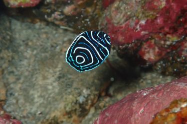 タテジマキンチャクダイ幼魚