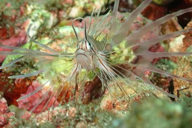 ハナミノカサゴ幼魚