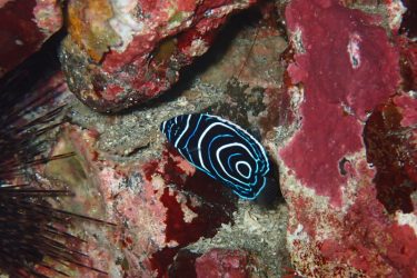 タテジマキンチャクダイ幼魚