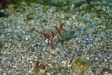 オビテンスモドキ幼魚