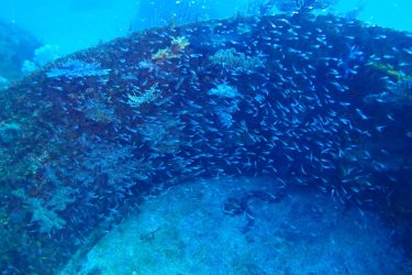 イシモチ幼魚