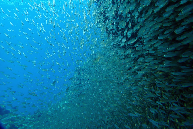 ネンブツダイ幼魚の大群