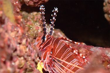 ネッタイミノカサゴ幼魚