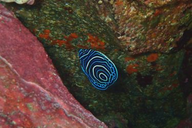 タテジマキンチャクダイ幼魚