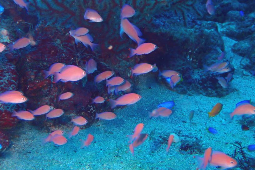 アカオビハナダイ幼魚