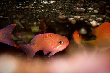 アカオビハナダイ幼魚