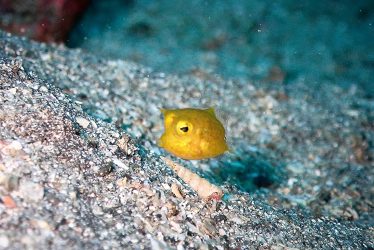 コンゴウフグ幼魚