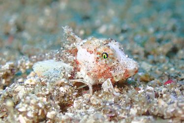 ホウボウ幼魚